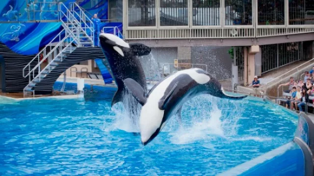 Una denuncia hizo que SeaWorld cambie las orcas por una montaña rusa