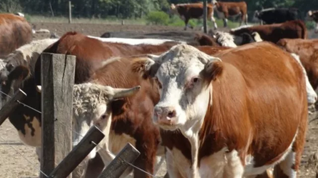 Récord histórico en exportaciones de ganado en pie (superarán los 250.000 animales)