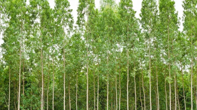 “¡Yo lo quiero!” Bosques del Uruguay III emitió certificados por US$ 190 M. La demanda fue de US$ 400 M