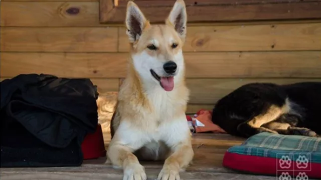 La ONG Animales Sin Hogar cumple 13 años de existencia     