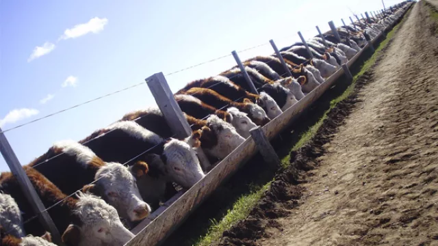 NegoAgro, la aplicación móvil para que el mundo del agro también esté conectado