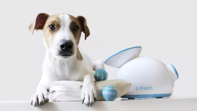 Ahora podés entrenar y entretener a tu perro sin cansarte (llegó iFetch a UY)