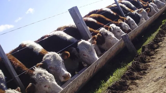 Las vacas de ADP aprendieron a sembrar crecimiento