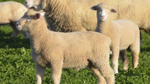 El cordero Premium tiene mercado de sobra (y Laetitia d’Arenberg es la madrina)