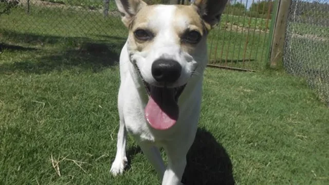 Unas lujosas vacaciones para tu perro por $700 la noche (comen Eukanuba bajo el aire acondicionado)