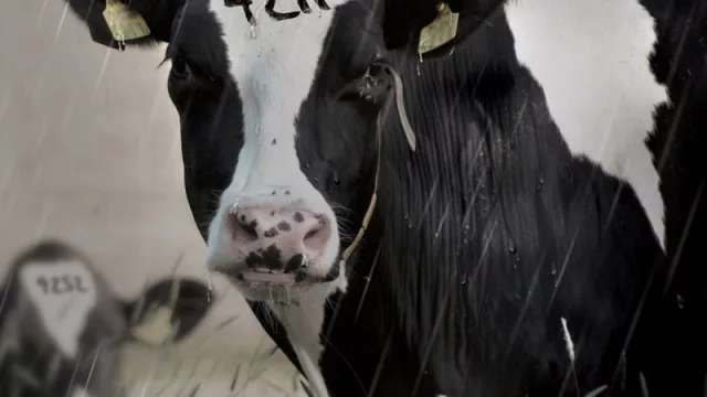 Los productores de leche aguantan la tormenta y el gobierno busca el paraguas de Angola y China