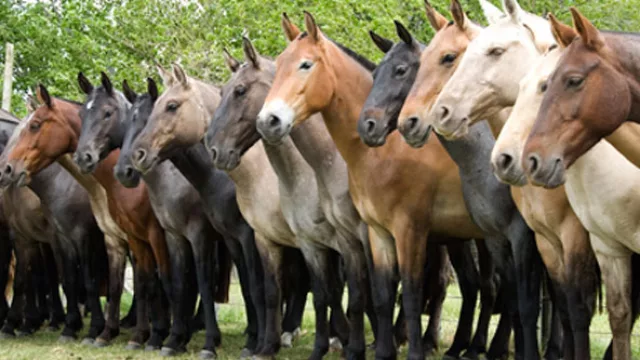 Fiesta del Caballo Criollo en Florida