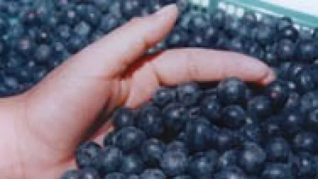 Productores de arándanos quieren exportar 5.000 toneladas en 2014.