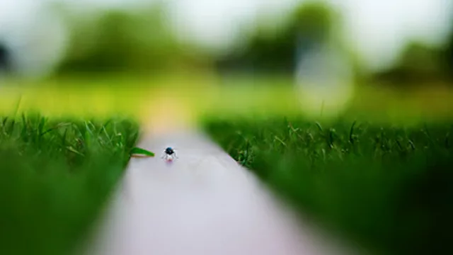 Sandra Santana, Una mosca