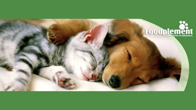 Tobys más fuertes en UY, AR y PE (Foodplement se apronta para atacar el mercado local y extranjero)