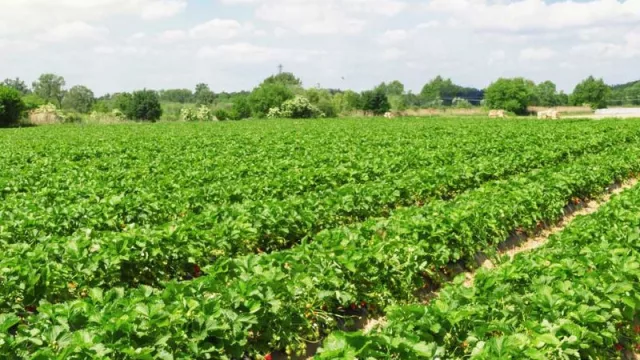 A seguro se lo llevaron preso (pero hay alguien que evita pérdidas millonarias en el campo)