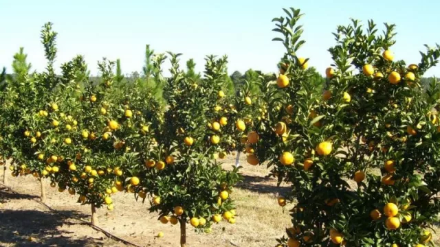 El Consorcio Citrícola del Uruguay y Genesis Innovation Group firmaron acuerdo para evaluar, desarrollar y comercializar cítricos uruguayos en la Cuenca del Mediterráneo