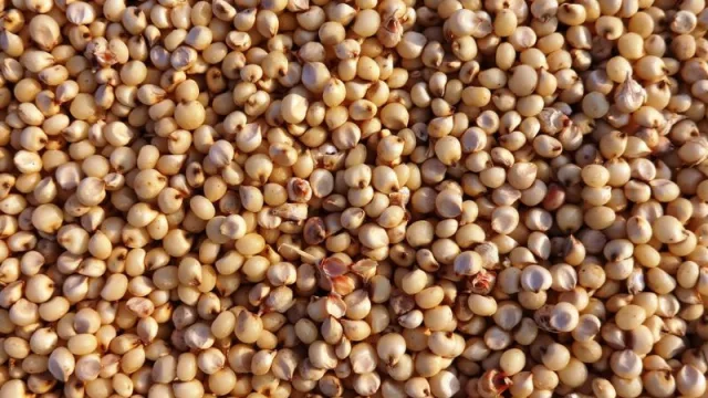 ¿Será un chino venderle sorgo al gigante asiático?