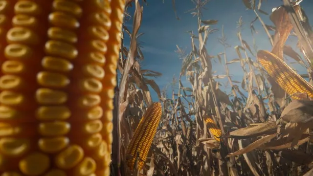 Para echar nuevas raíces (ADP-Agronegocios del Plata incorpora maíz y soja de Stine)