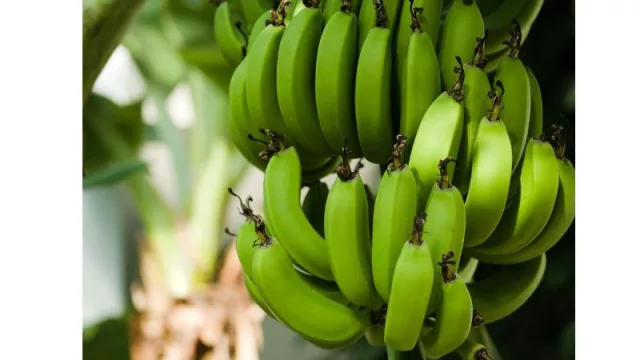 Cuidado con pisar la cáscara: Exportación de banana se complica por restricciones argentinas