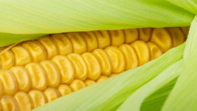 Exportación de maíz en raudo ascenso gracias a óptima producción (envíos de soja en picada)