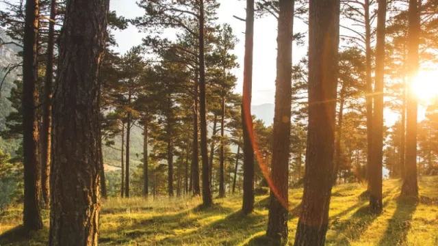 ESG, inversiones y creación de valor en las empresas