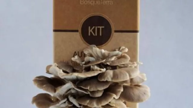 Hongos para regalar y regalarse (Bosque Terra llega a todo el país)