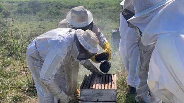 UPM pica fuerte (más de 200 apicultores producen miel en sus campos)