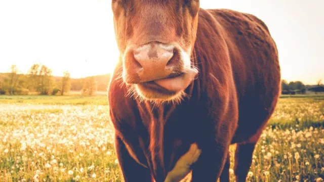 ¡Que no desacelere China! (renegociación de precios y de embarques de carne)