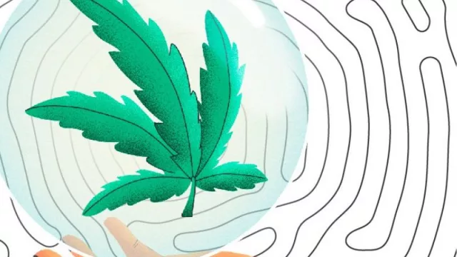 Yo tuve la mejor flor (se viene la 9ª edición de ExpoCannabis UY… así que no problem)