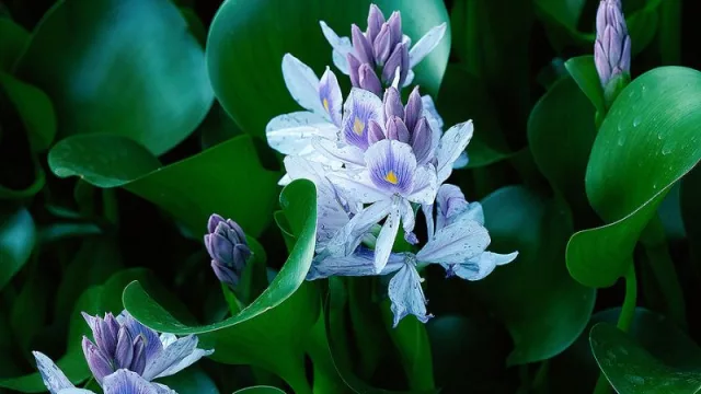 El paisajismo como inversión (Foresta se hace fuerte en el Este y de a poco conquista Montevideo)