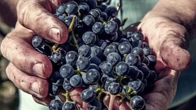 La sequía no es mala para todos (los vinos finos serán de una calidad extrema)