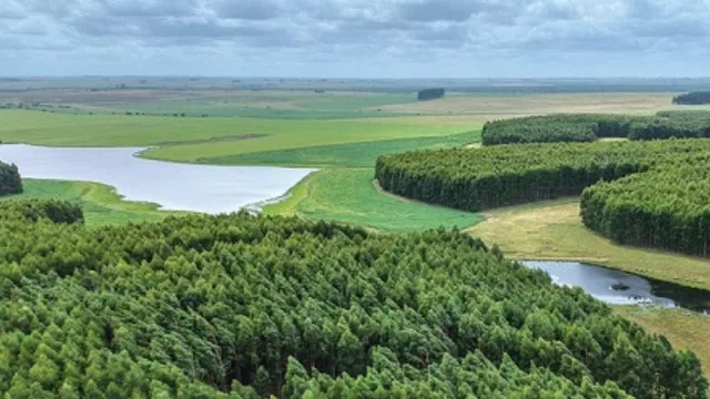 Banco Central aprueba fideicomiso de US$ 55 millones para invertir en el negocio forestal (el combo del éxito para ganar desde el principio)