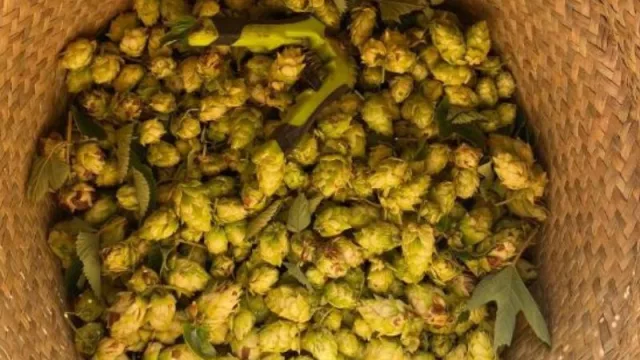 Lúpulos del Edén presentó a sus Adán y Eva (las primeras dos variedades uruguayas)