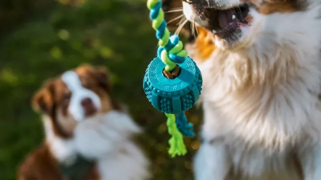 CanCat: la marca para mascotas que planea duplicar su facturación con un nuevo producto (y expandirse por LatAm, EEUU y Europa)