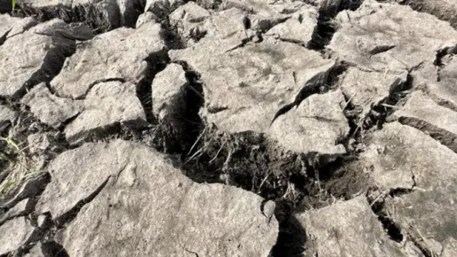 Pago de seguros del BSE por la sequía ¿Cuándo se pagan y cuántas empresas son beneficiarias?