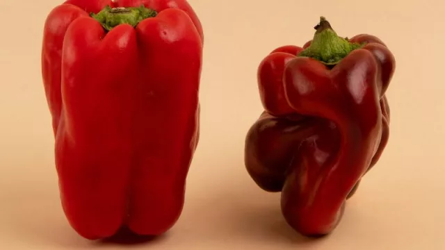 Redalco le puso el cascabel al gato (en 2022 entregó 2 millones de kg de alimentos y quiere multiplicar la producción)