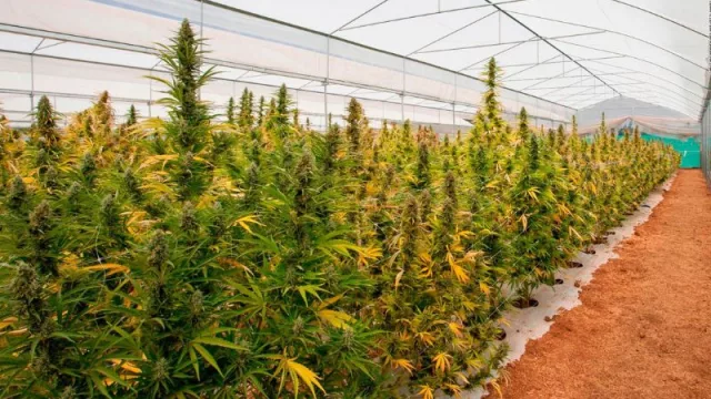 Radiografía de la plantación de Cannabis medicinal en Argentina (2 hectáreas en manos de 2 productores en Córdoba)