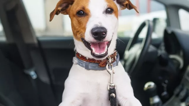 Ahora podés llevar al bobby en auto (nació  Cabify Mascotas para los 1,8 millones de perros que hay en UY)