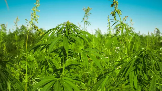 Buen viaje: Se viene el primer tour cannábico del Paraguay (abrirá oportunidades de negocios)