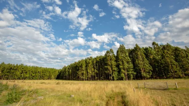 Haciendo buena pulpa de celulosa (en 2022 Montes del Plata invirtió US$ 100 millones en UY y generó 6.400 empleos)