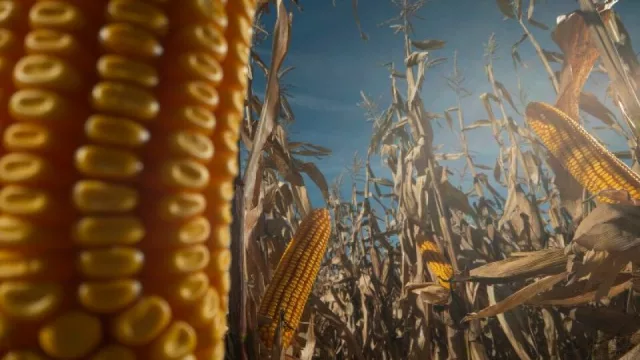 ADP-Agronegocios del Plata y su carta norteamericana (un as bajo la manga)