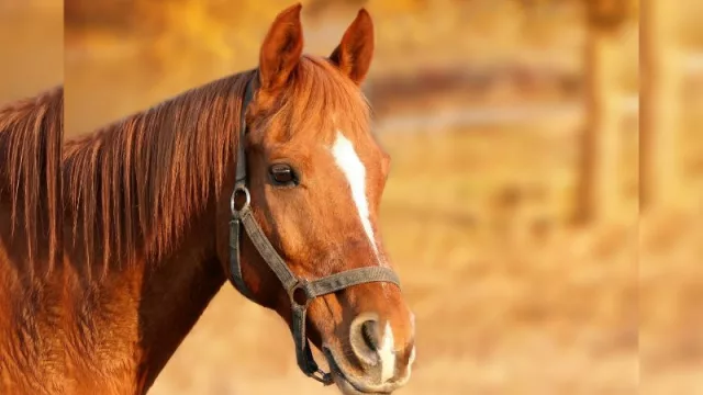 Alerta en Paraguay por encefalomielitis equina en Argentina (piden usar repelente y reportar casos sospechosos)