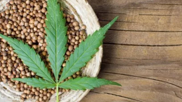 ¿Cada vez más cerca de la legalización? Las semillas de cáñamo se suman al Código Alimentario