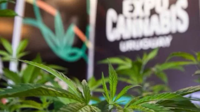 Entre cookies y cafés (alimentos con CBD destacaron en la 10ª ExpoCannabis UY)