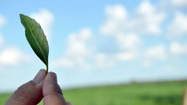 Exportación de yerba mate registró incremento de 200% (yerba paraguaya llega a 27 países)