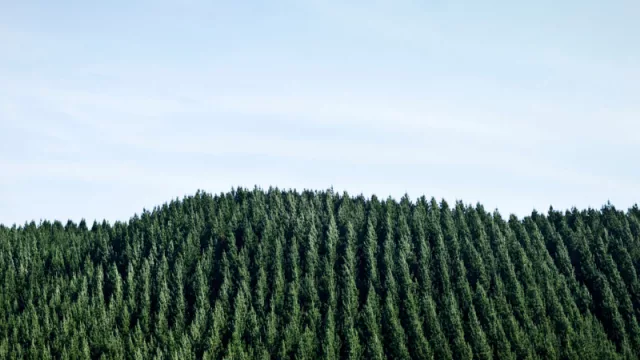 Los CEO uruguayos se mantienen optimistas este 2024