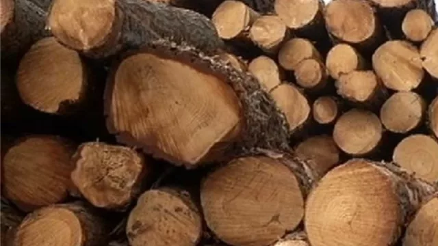 En un país de buena madera (Kluntex Lumber inauguró nuevo aserradero)