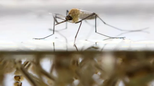 Rodeados por el dengue: ¿Brote en Argentina, Brasil y Paraguay haría cambiar tus planes de vacaciones en Semana Santa?