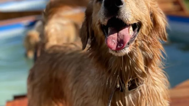 A la vanguardia del cuidado canino (Yuquerí Hotel Canino invierte 30.000 dólares año a año en mejoras y expansión)