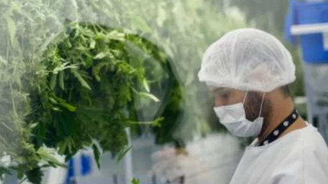 Lo mejor de la planta más dulce (en 6 años UY exportó cannabis por cerca de 30 millones de dólares)