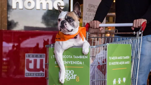 Quien dice cocina también dice cucha… y viceversa (se vienen Expo Hogar y Todo Mascotas en simultáneo)