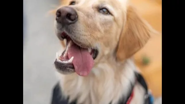 Malcriando a los perrihijos (Pet+ acompaña el cambio cultural y el negocio crece)