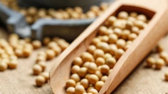 Exportaciones de junio con récord de soja y mucha celulosa (primer semestre de 2024 llega un 10% arriba que 2023)