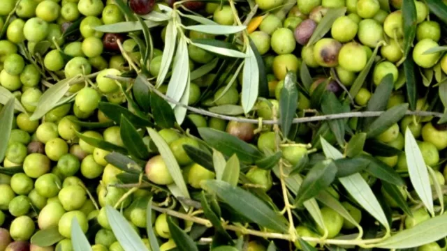 Llega a Uruguay el premio Mario Solinas a la calidad de aceites de oliva vírgenes (inscripciones abiertas)